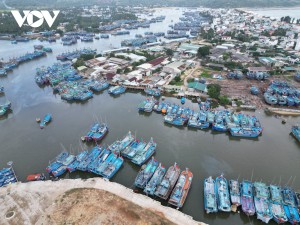 Hình ảnh ngư dân Bình Định trúng cá ngừ chuyến biển đầu năm